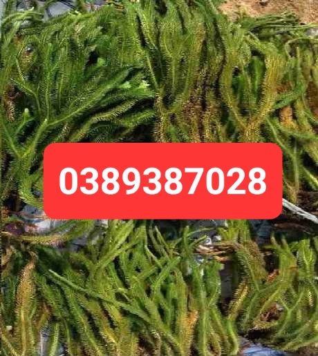 Cây thông đất 1kg tươi mới