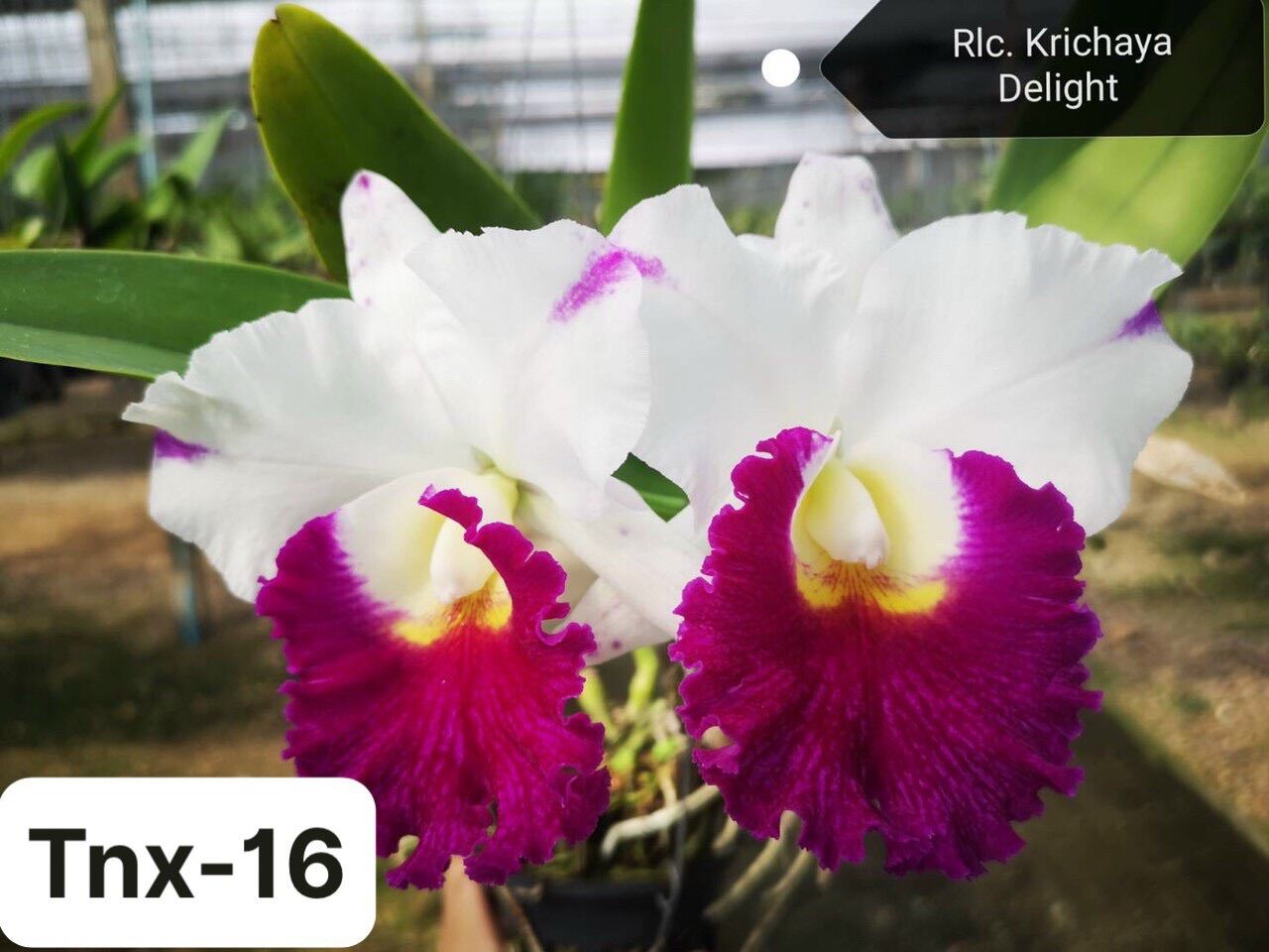 TNX16 - Hoa Lan Cattleya Krichaya Delight - Cây Con