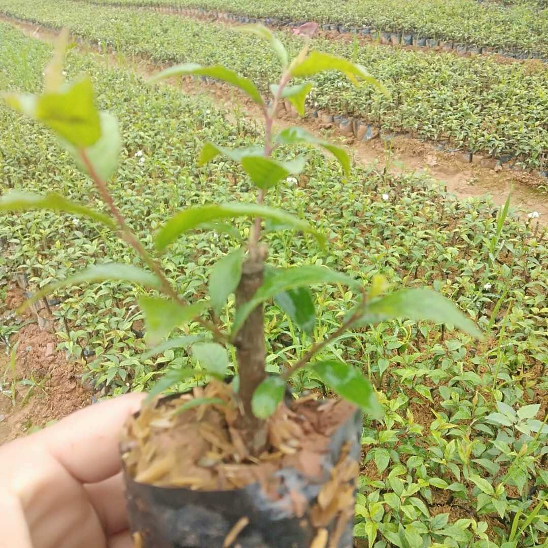 Combo 5 cây giống Nhất Chi Mai
