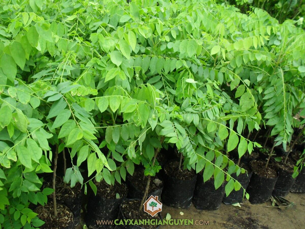 Cây chùm ruột chua