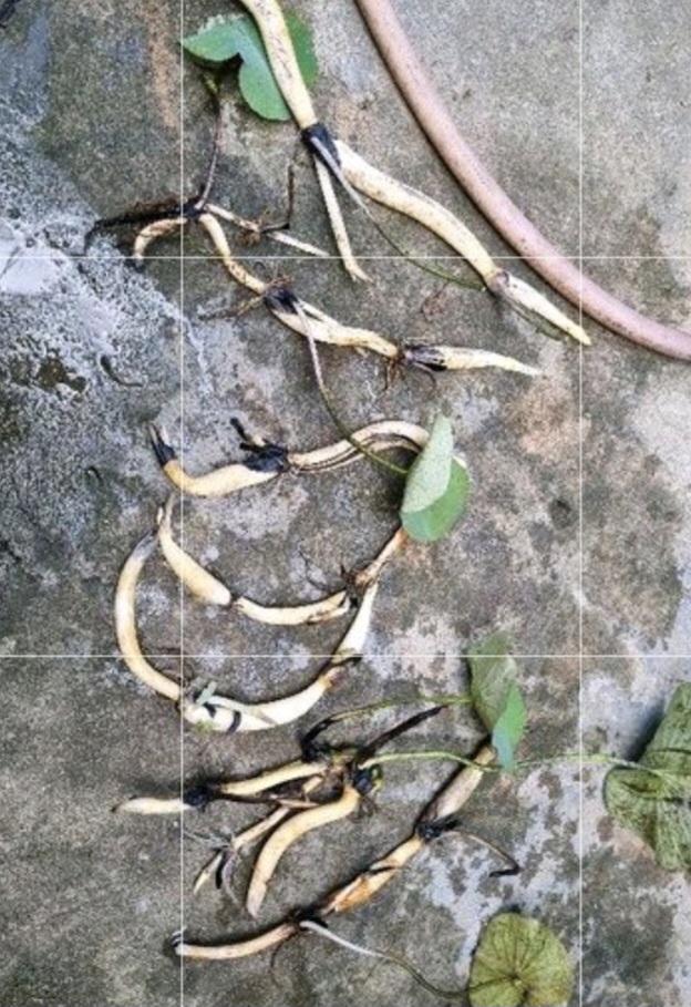 củ giống sen juwaba