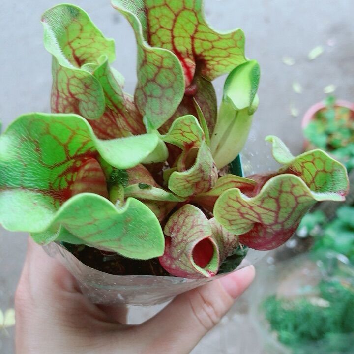 Cây Bắt Mồi Hàng Đẹp
