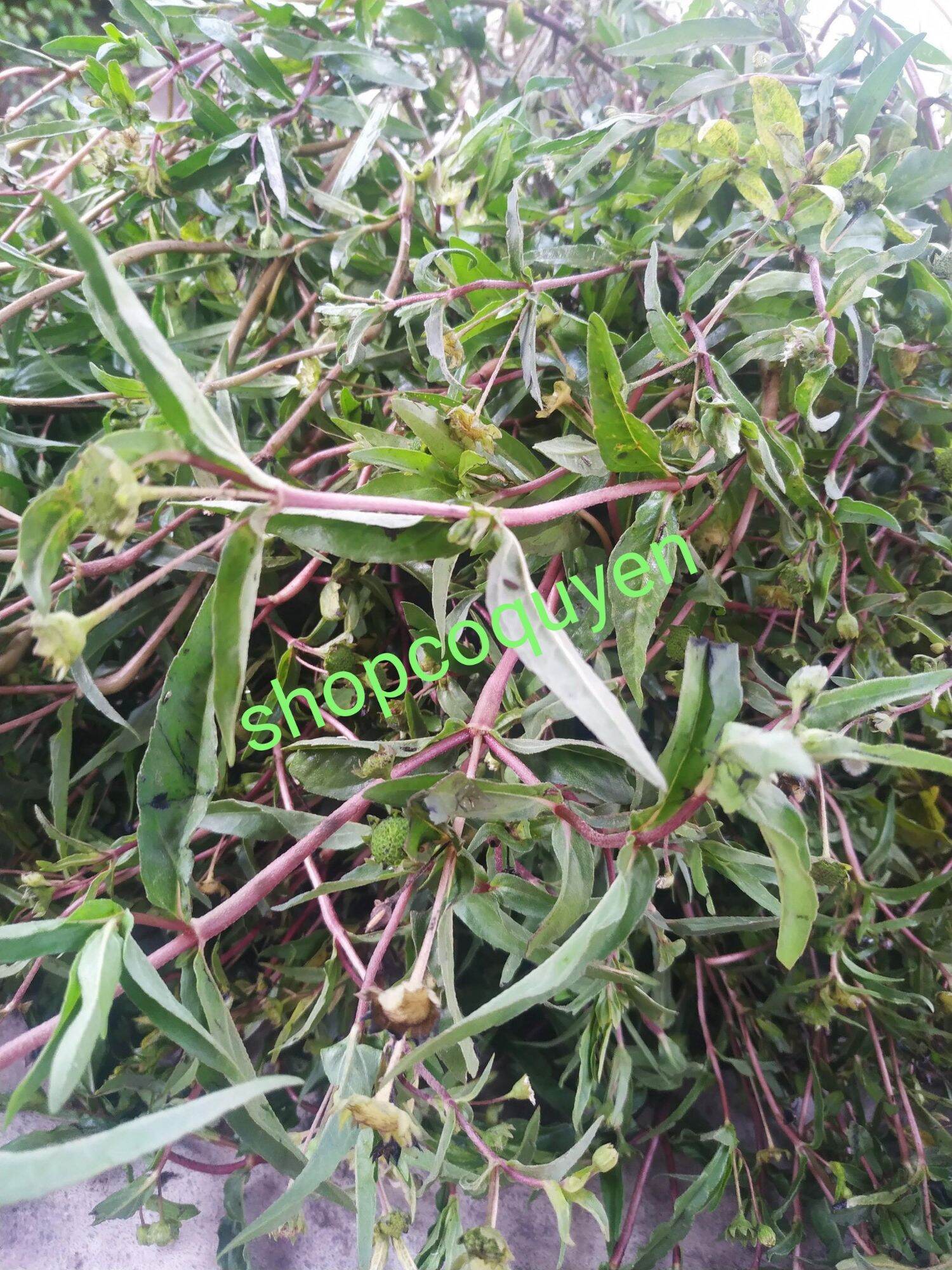 Cây cỏ mực tươi 1 kg