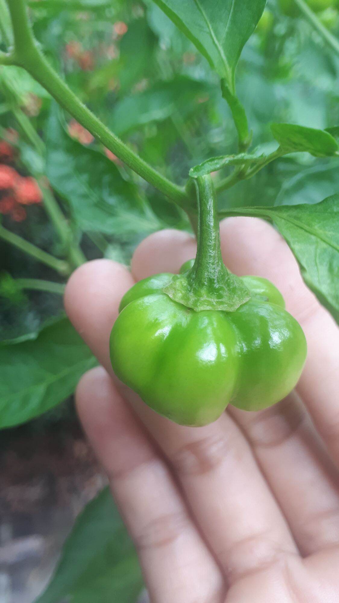 20 HẠT GIỐNG ỚT BÍ NGÔ SIÊU CUTE