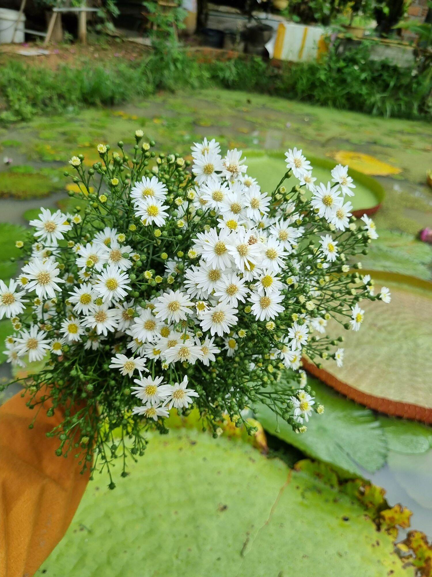 30 cây giống thạch thảo trắng