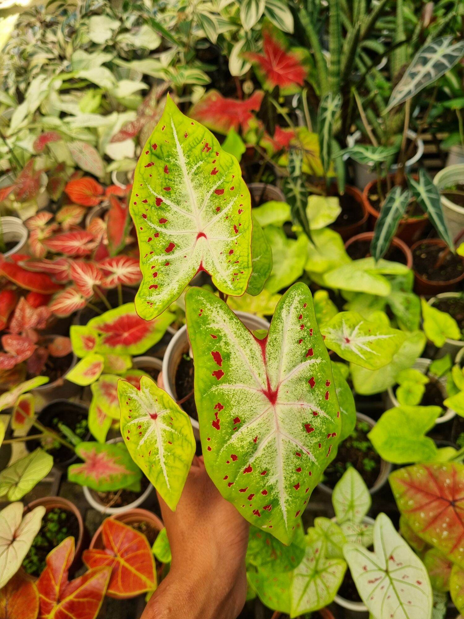 Cây môn vàng đốm - Caladium