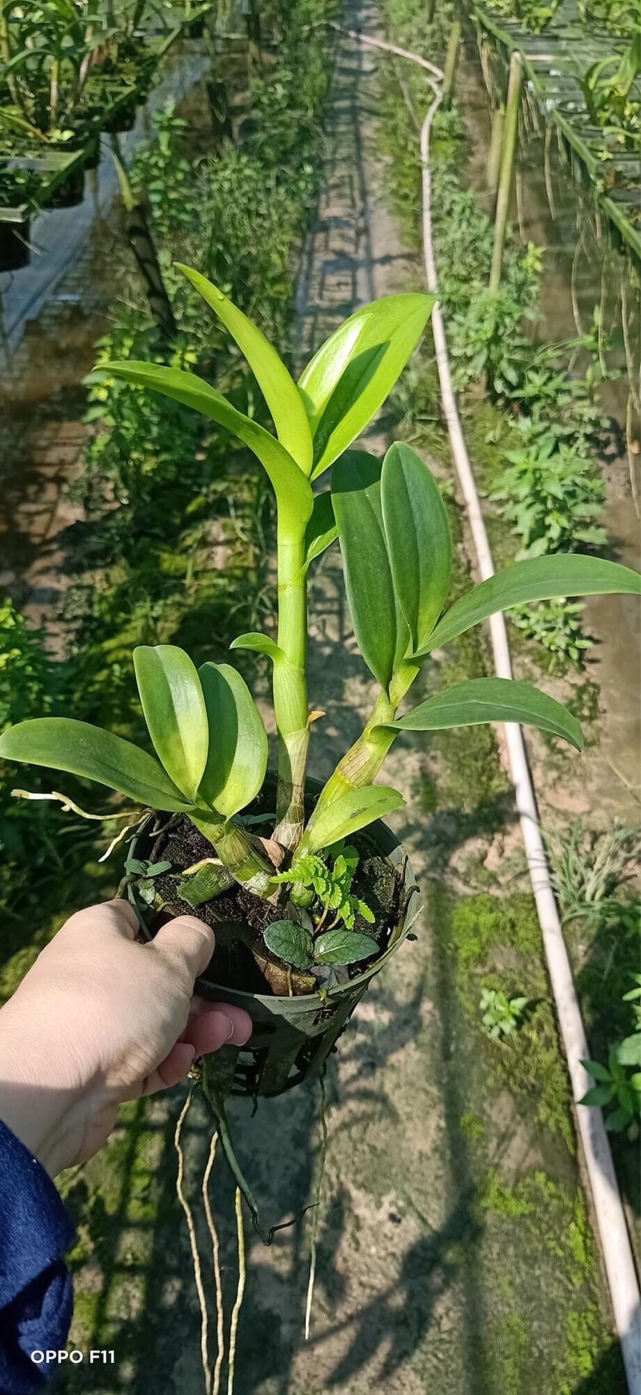 Lan Dendro ba đỏ ba vàng cây tơ đẹp