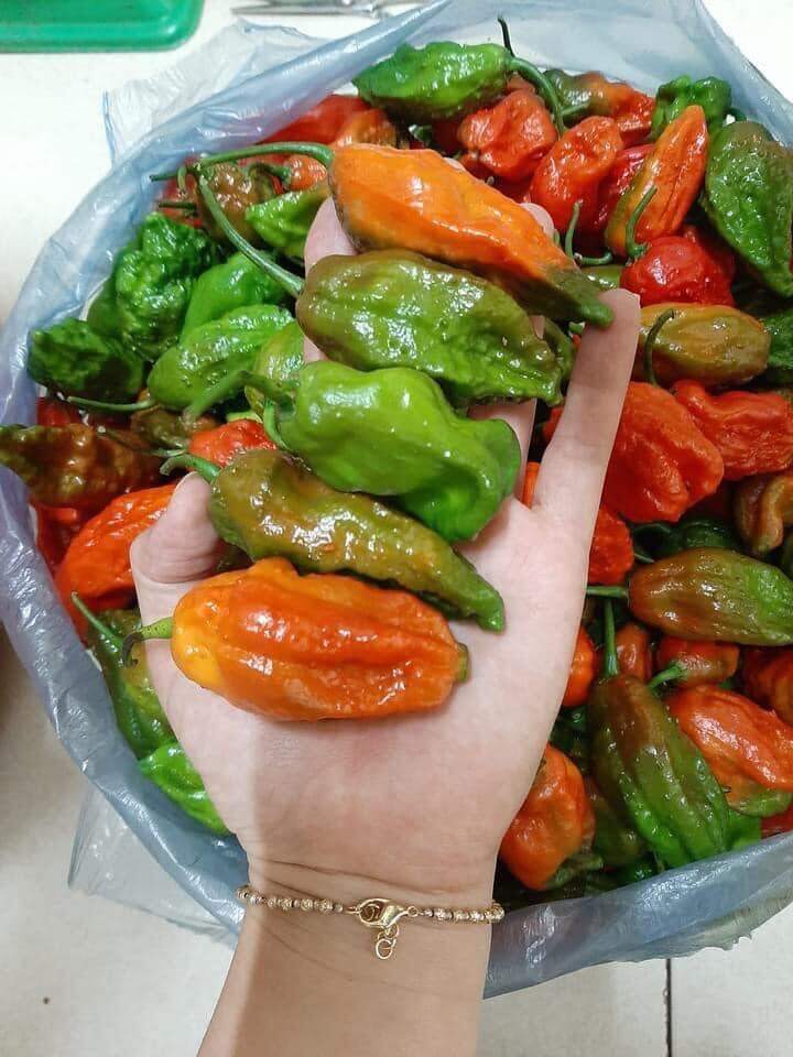 Hạt Giống Ớt Trung Đoàn F1 (Siêu Cay)