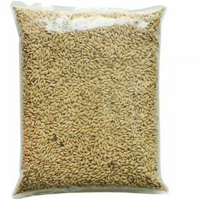 lúa hột tròn lúa hạt tiêu cho vật nuôi gà chim ăn (500gr)