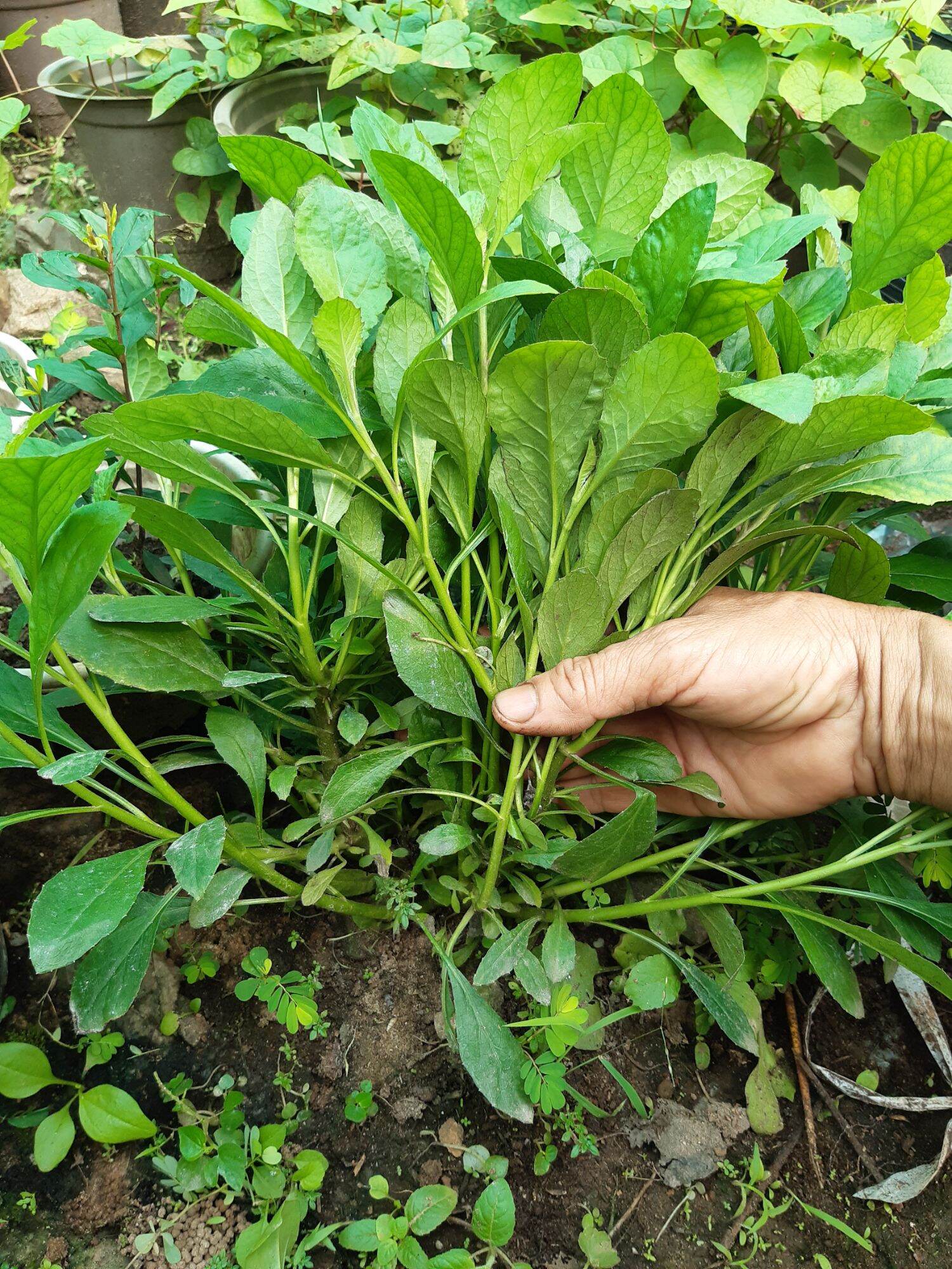 300 Hạt Giống rau cải trời