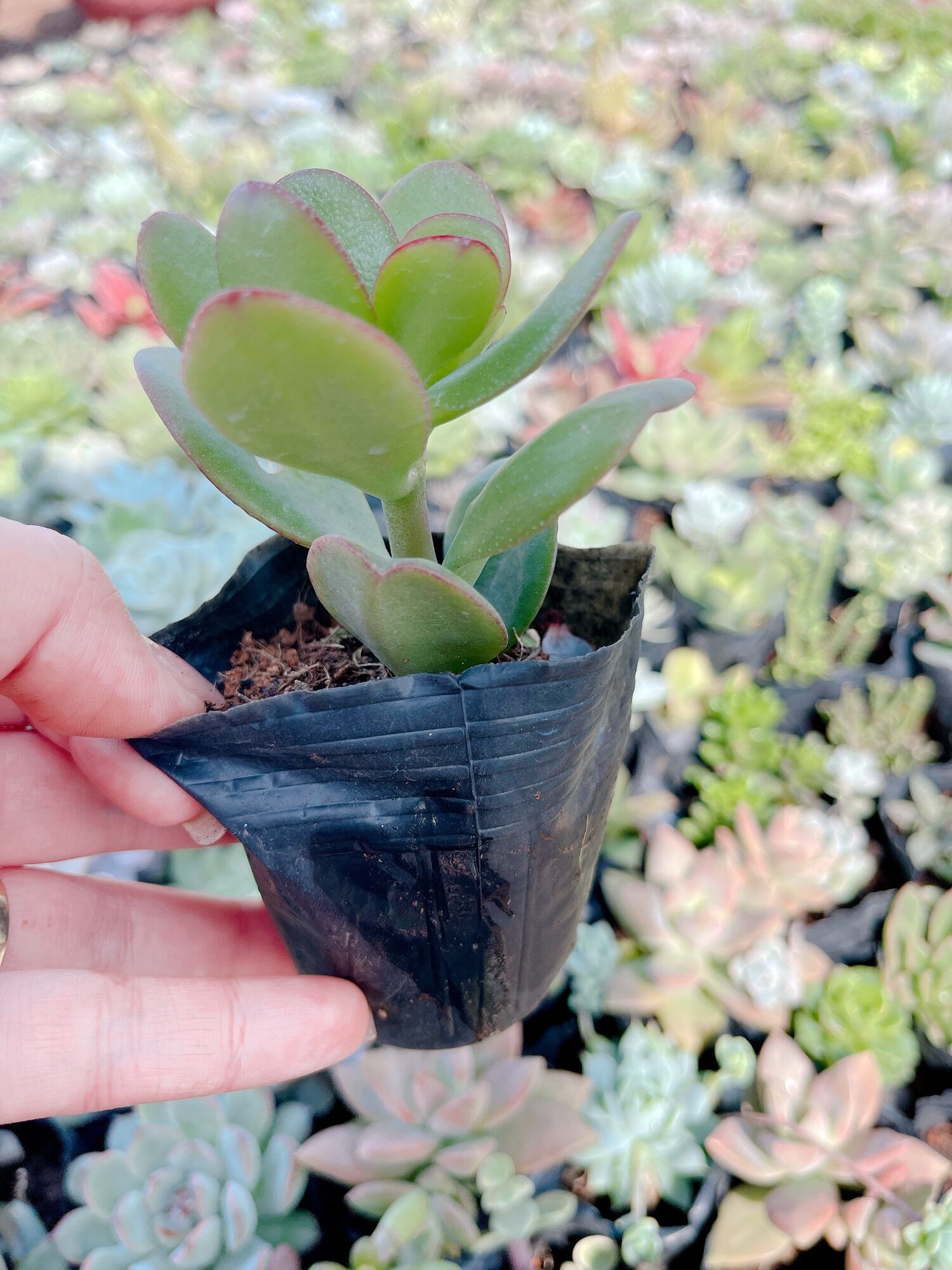 Sen đá thạch bích size bầu 5-7 cm xuất vườn đà Lạt