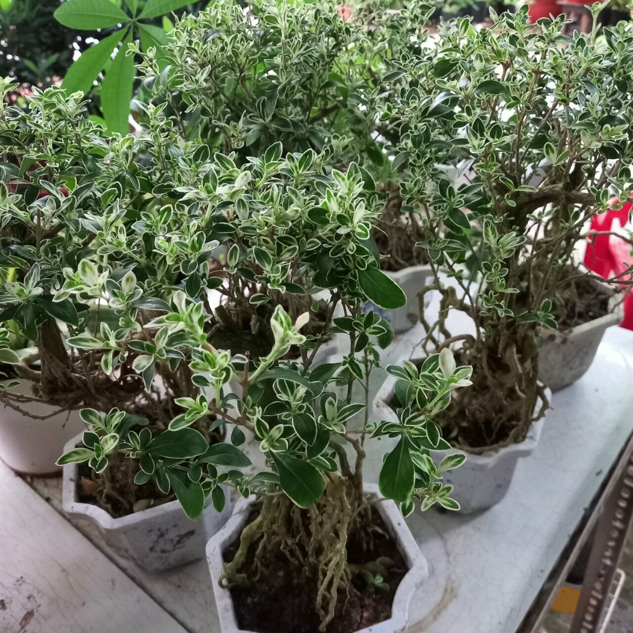 Cây Bạch Tuyết Mai Bonsai