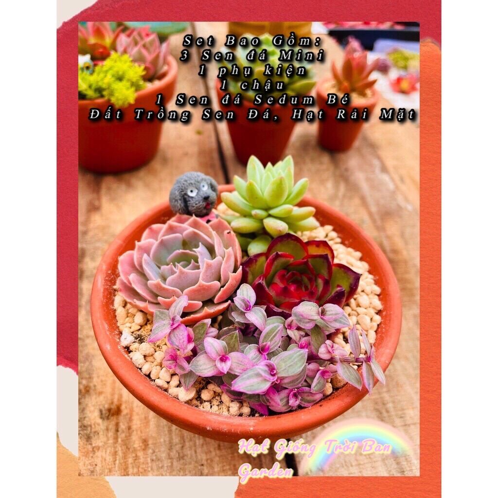SET TIỂU CẢNH SEN ĐÁ RANDOM 💵 ĐÀ LẠT 🍄 HƯ 1 ĐỔI 1❄️SIÊU CUTE