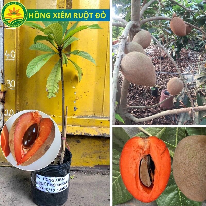 Cây giống Hồng xiêm ruột đỏ