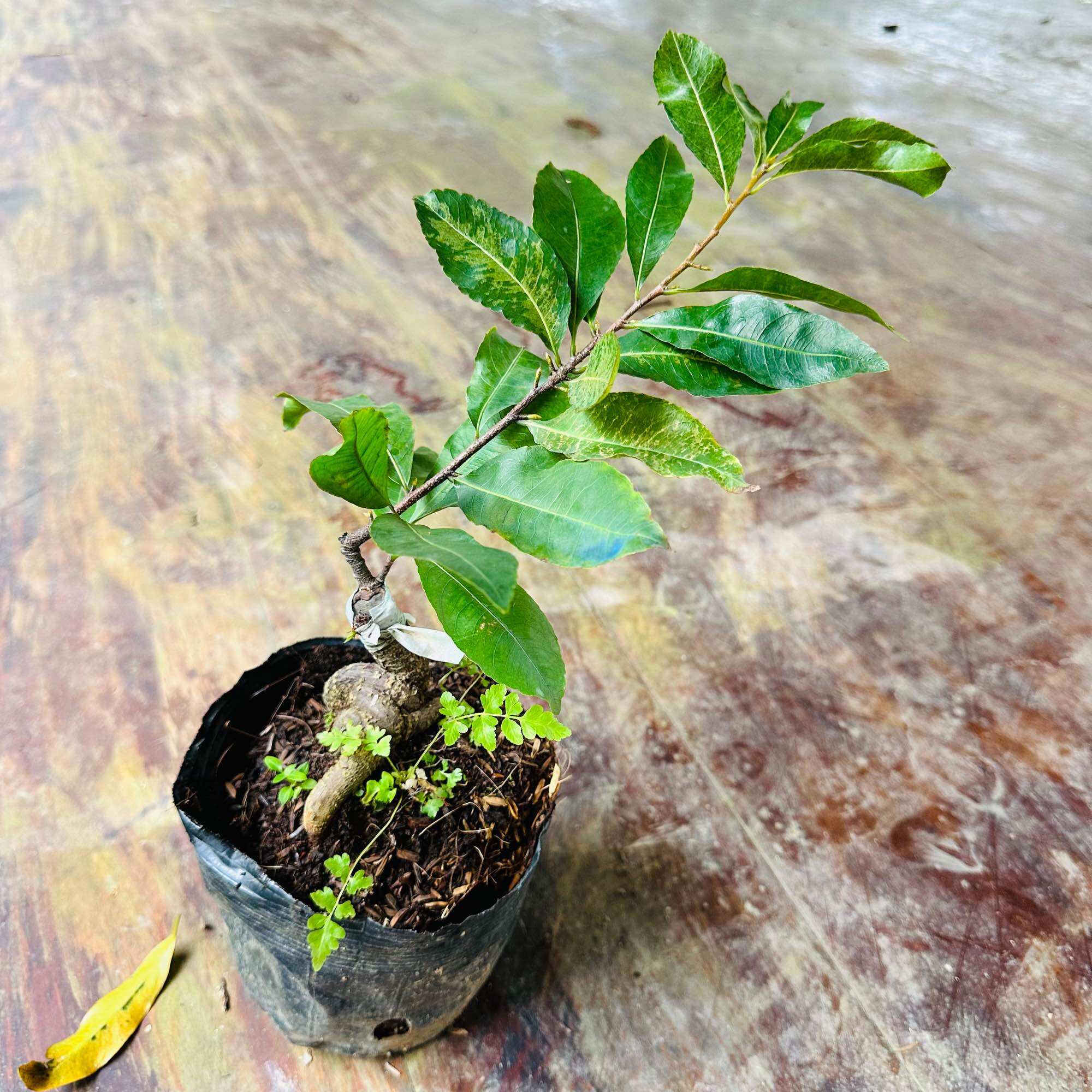 Cây bạch mai đọt đỏ - bonsai gốc ghép đẹp