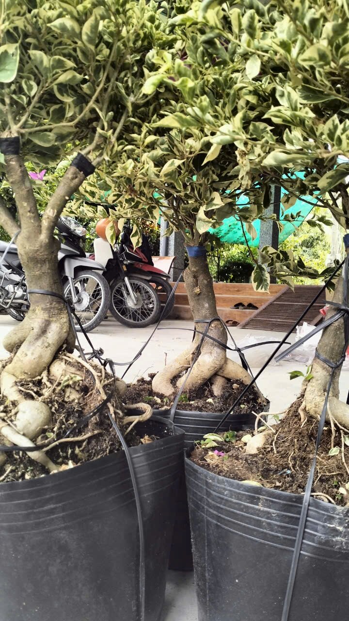 Chậu hoa giấy cẩm thạch như hình