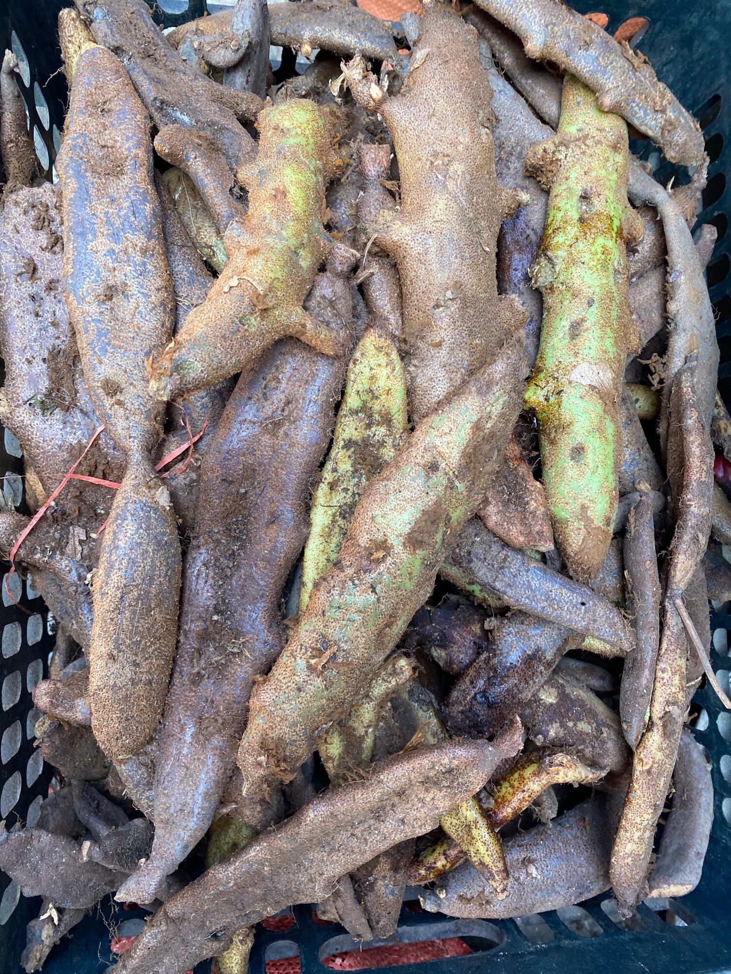 1kg Tắc kè đá (cốt toái bổ)