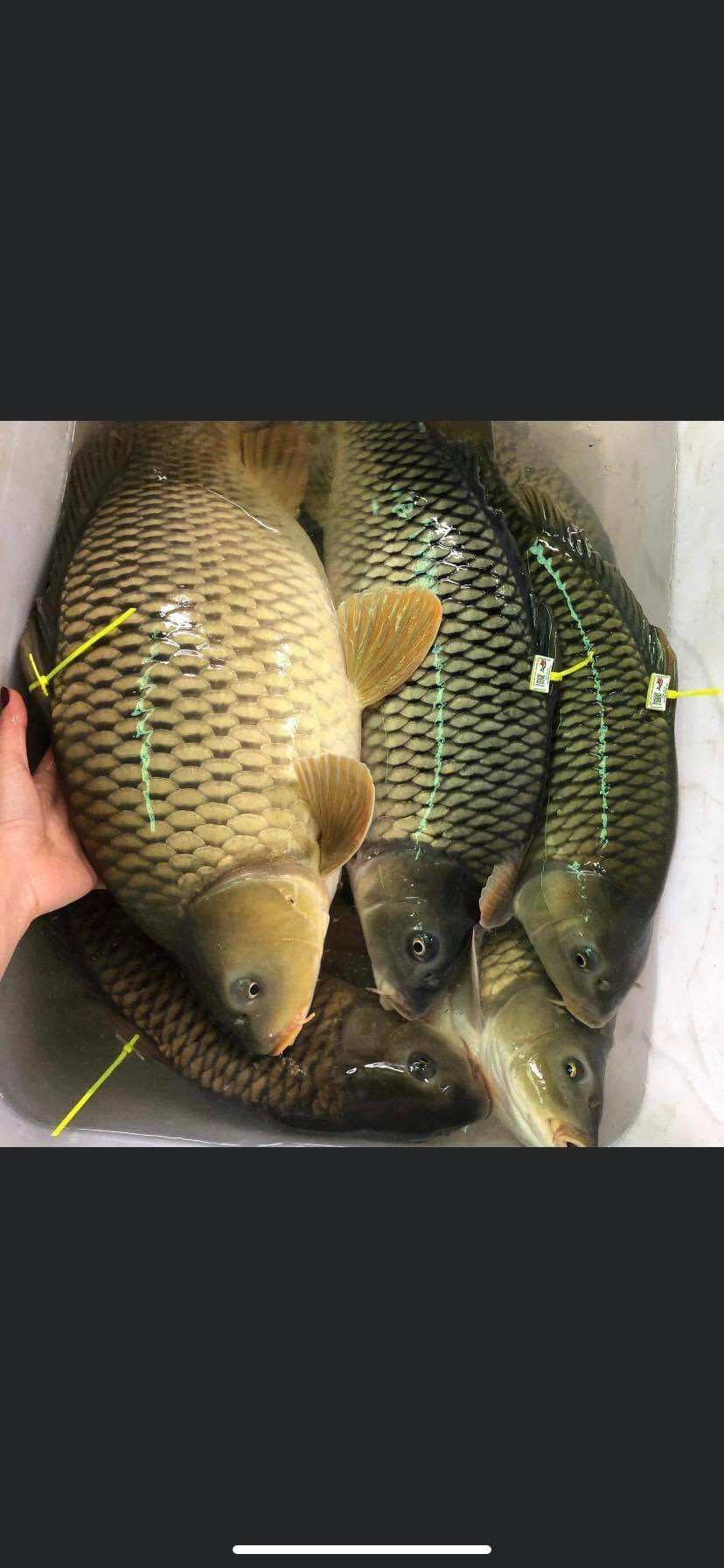 Cám câu chép giòn, chép củ