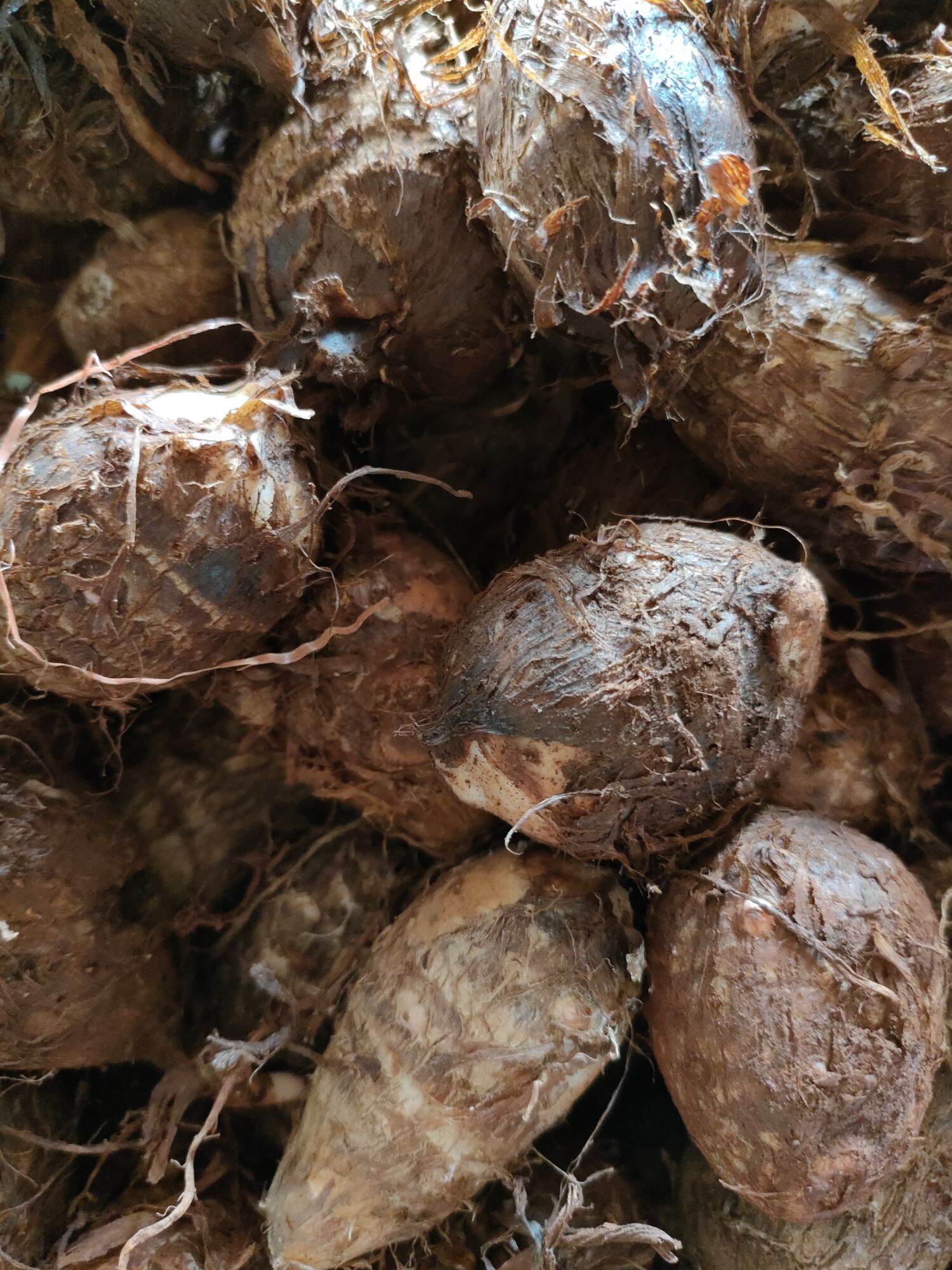 KHOI SỌ ĐĂKLĂK 2kg