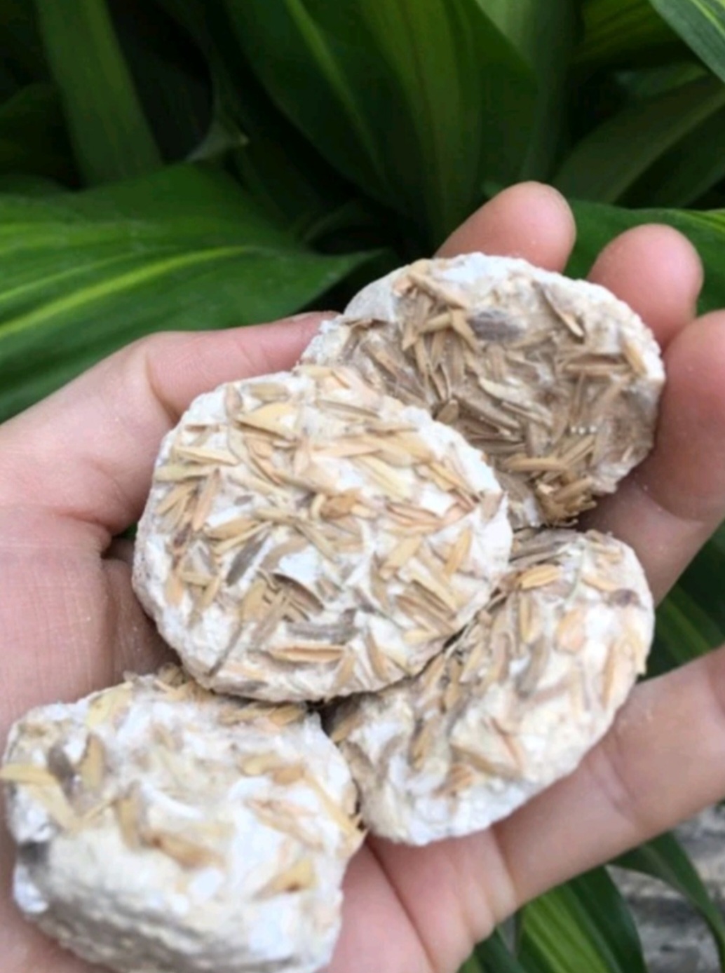 5 Viên men rượu làm 500g cơm rượu nếp