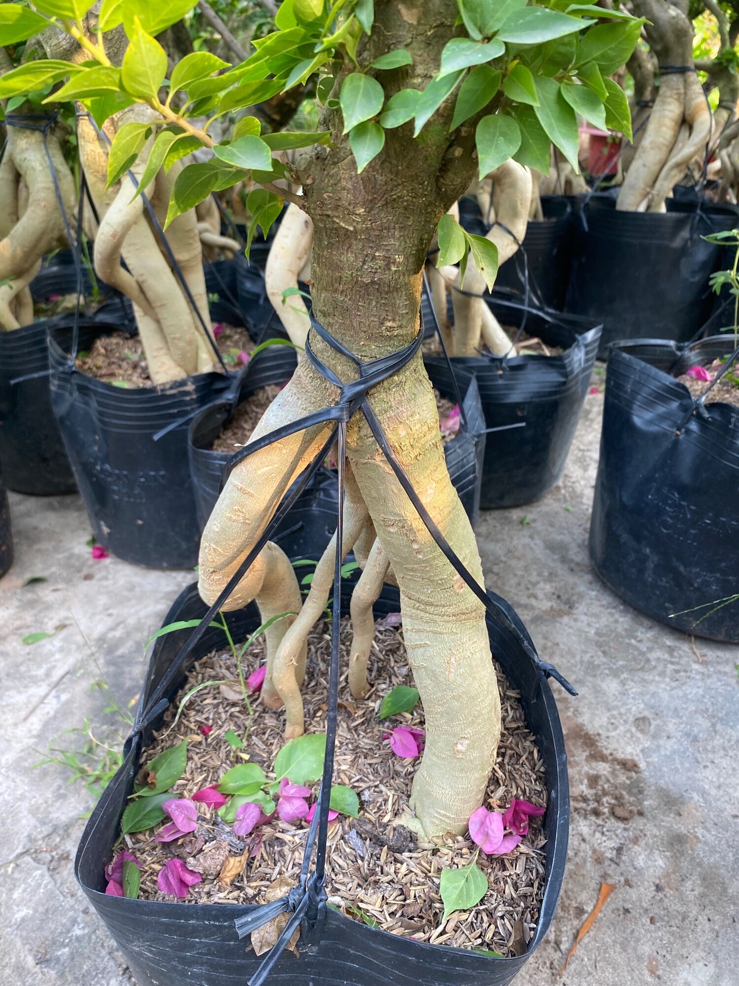 Phôi cây hoa giấy Mỹ lớn