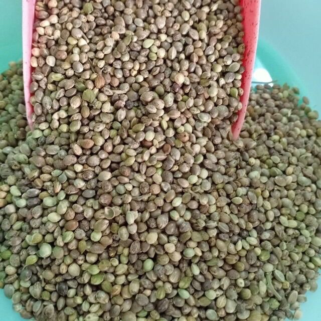 [HCM]500g Hạt láng tròn cho chim vẹt  gà đá  bồ câu...