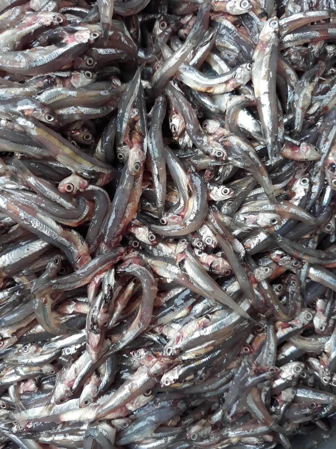 2 Chai Mắm Cái Cá Cơm Nguyên Con Gia Vị Sẵn ( Loại Chai 400gr)