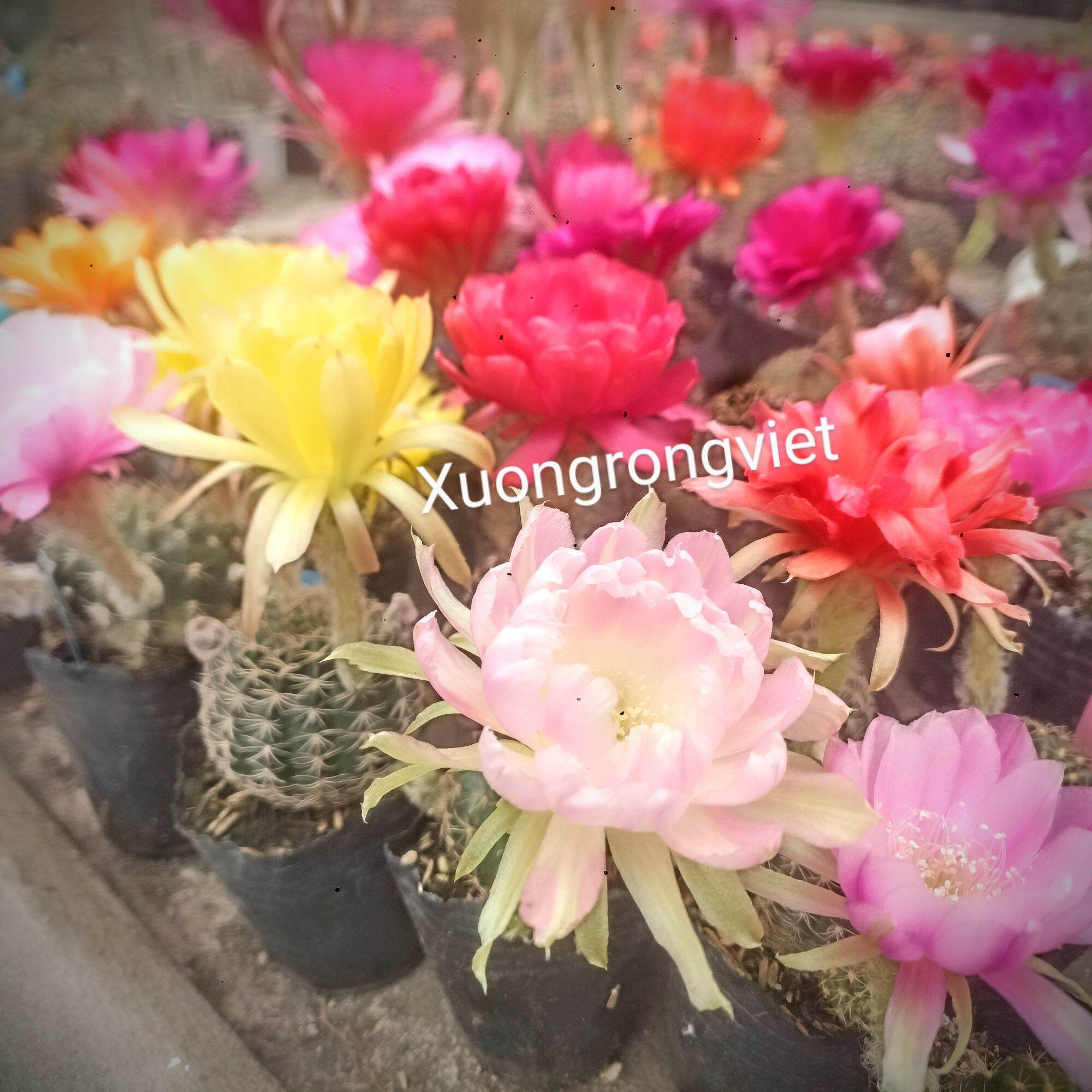 Xương Rồng Lobi Chọn màu hoa