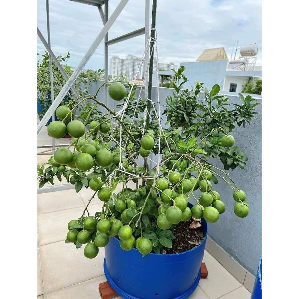 Cây giống chanh lùn tứ quý (1bầu cây cao 35cm)