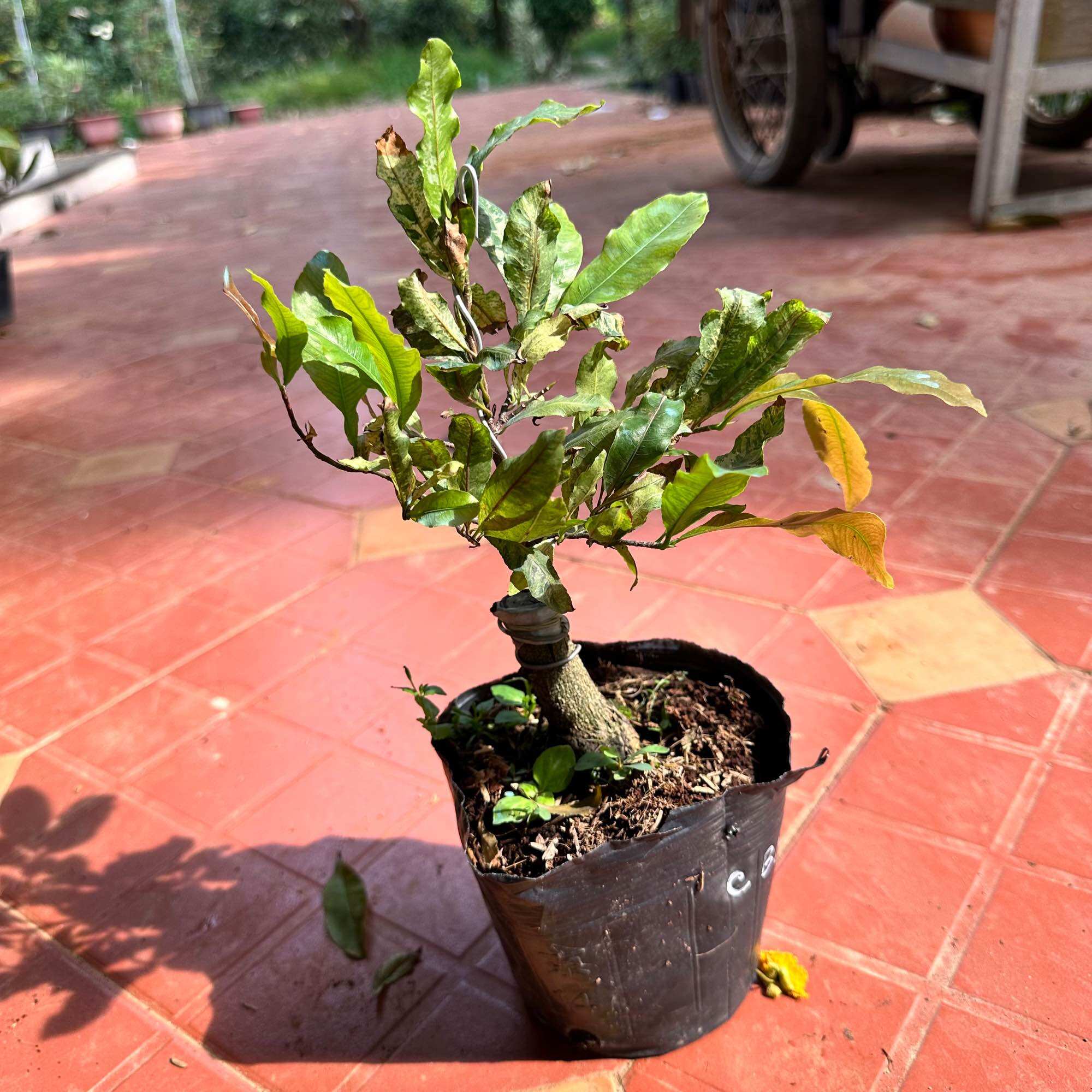 Cây mai cúc bạch mai - bonsai gốc ghép đẹp, hoa màu trắng