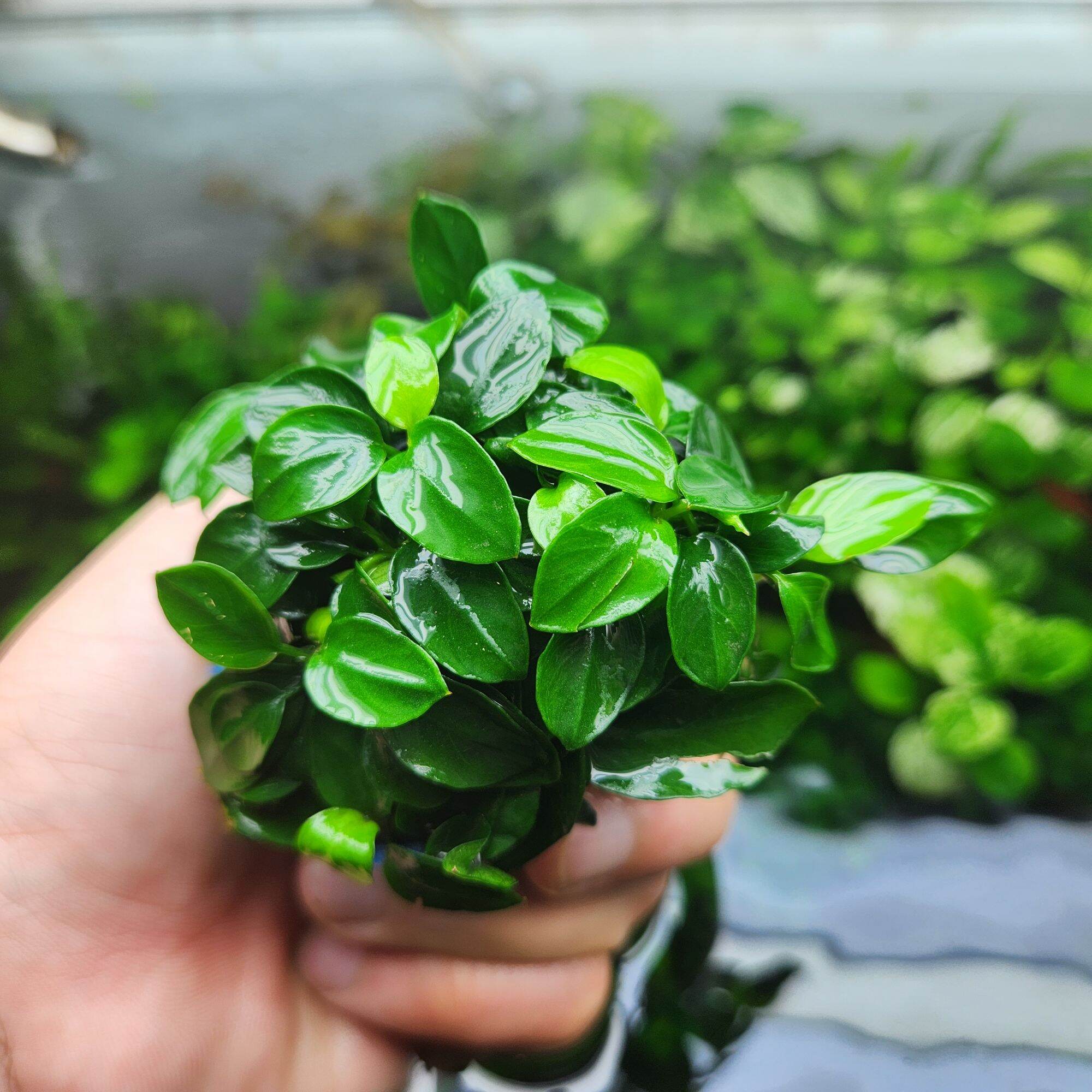 Ráy Nana Petite Thái (1 Chậu 8-10 ngọn)