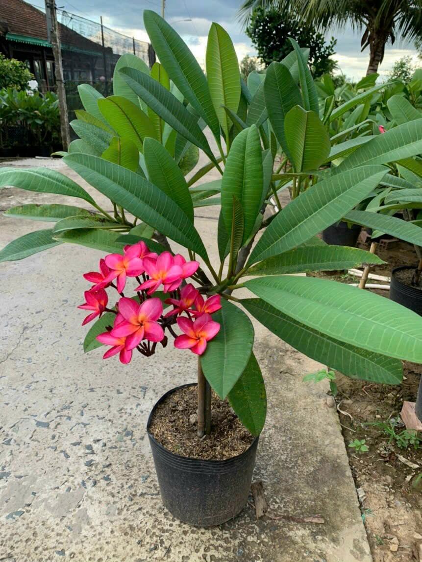 cây sứ đại đỏ hoa thơm