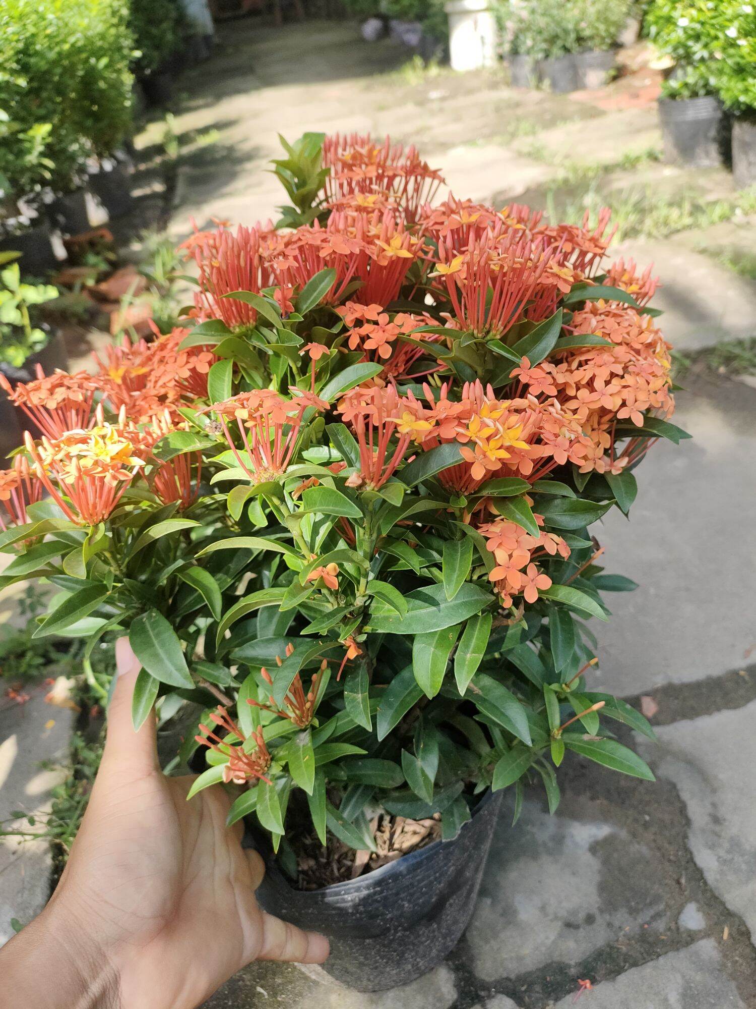 Chậu trang cam thái