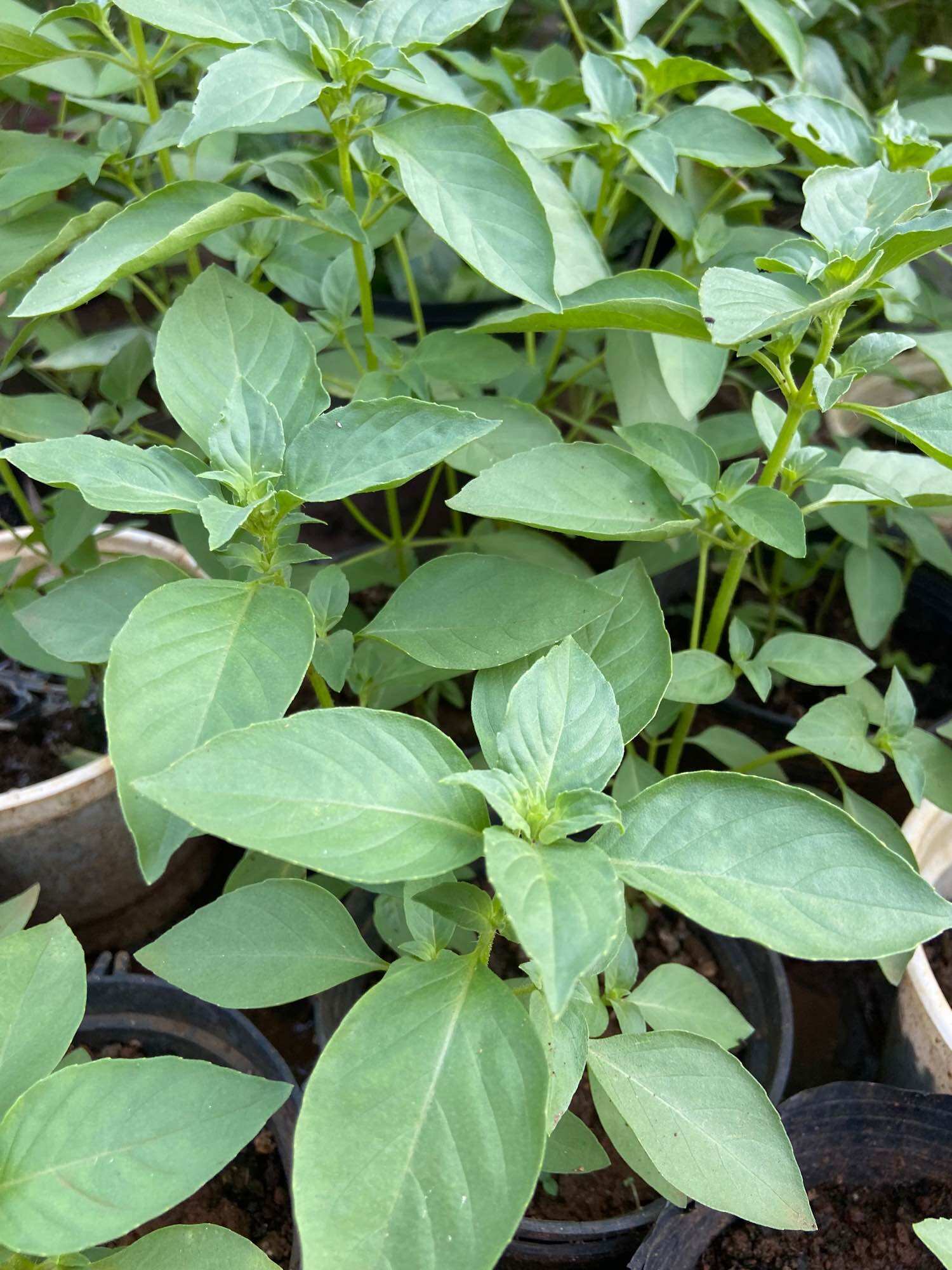 Hạt giống lá é (é trắng, rau thơm mùi xả) gói 5gram