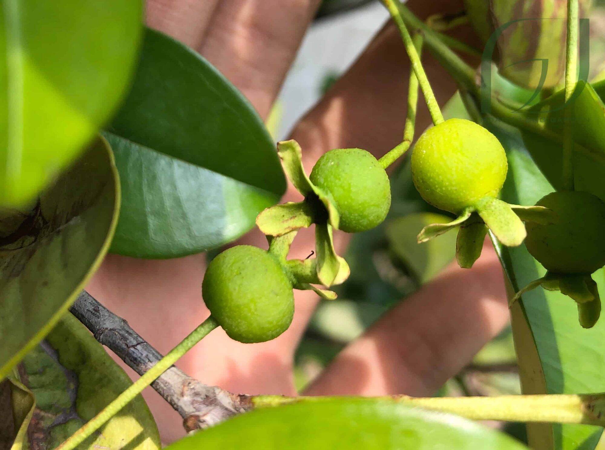 Cây Cherry Brazin Tứ Quý (Cherry nhiệt đới ra trái quanh năm)