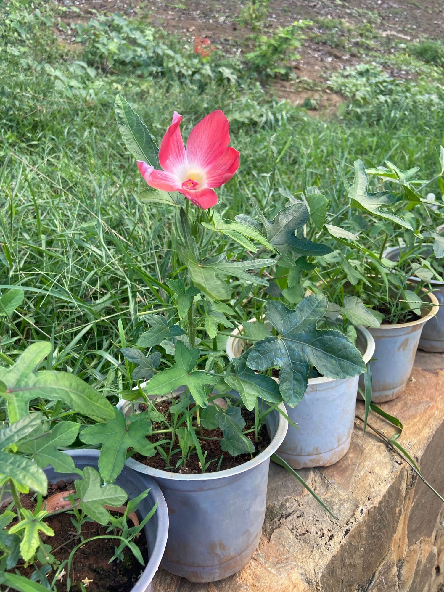 6 cây giống sâm bố chính