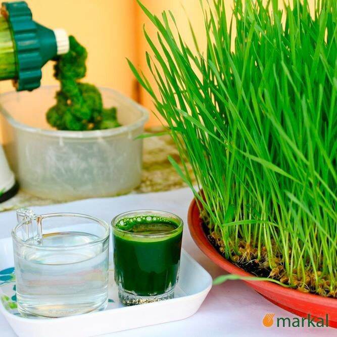 Hạt Lúa Mỳ Hữu Cơ Markal [1Kg]