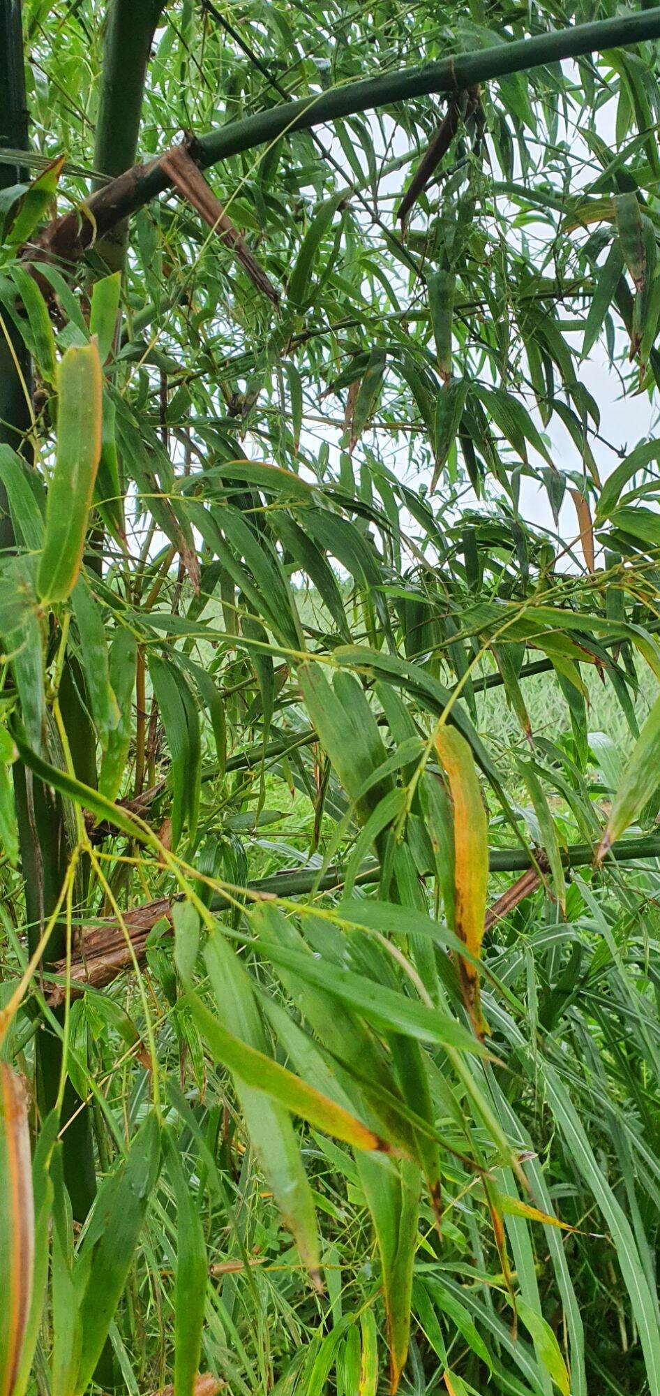 lá tre gai tươi 500g