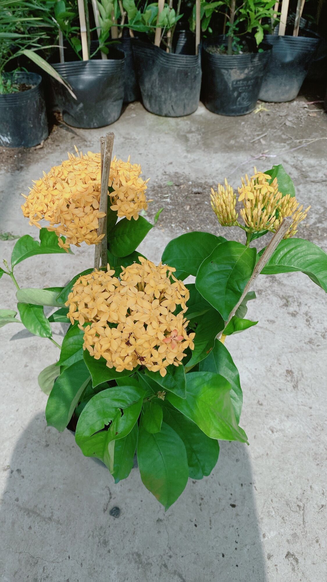 Cây Hoa Trang Mỹ Màu Vàng
