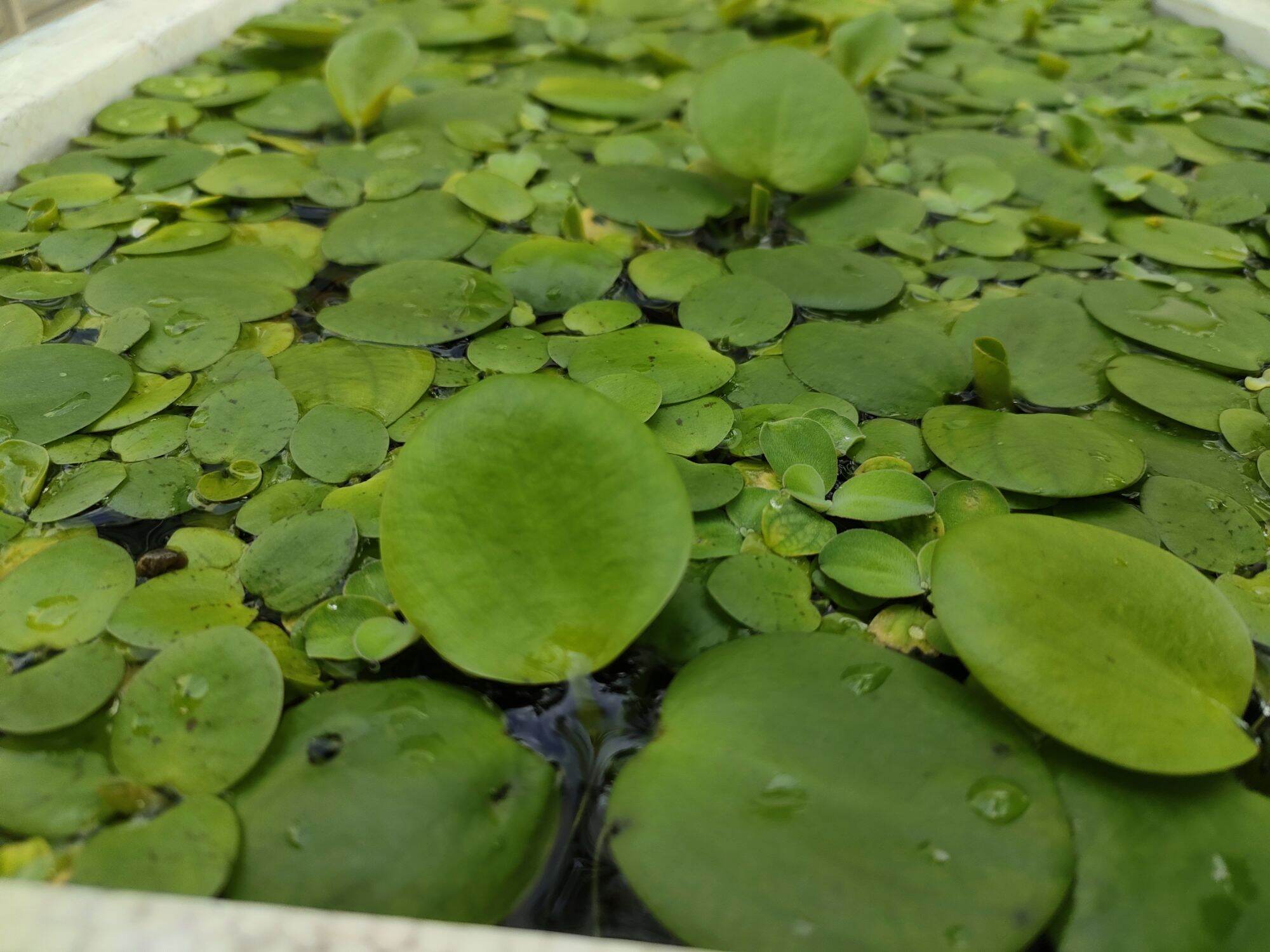 Bèo Nhật thủy sinh size to 5-10cm,