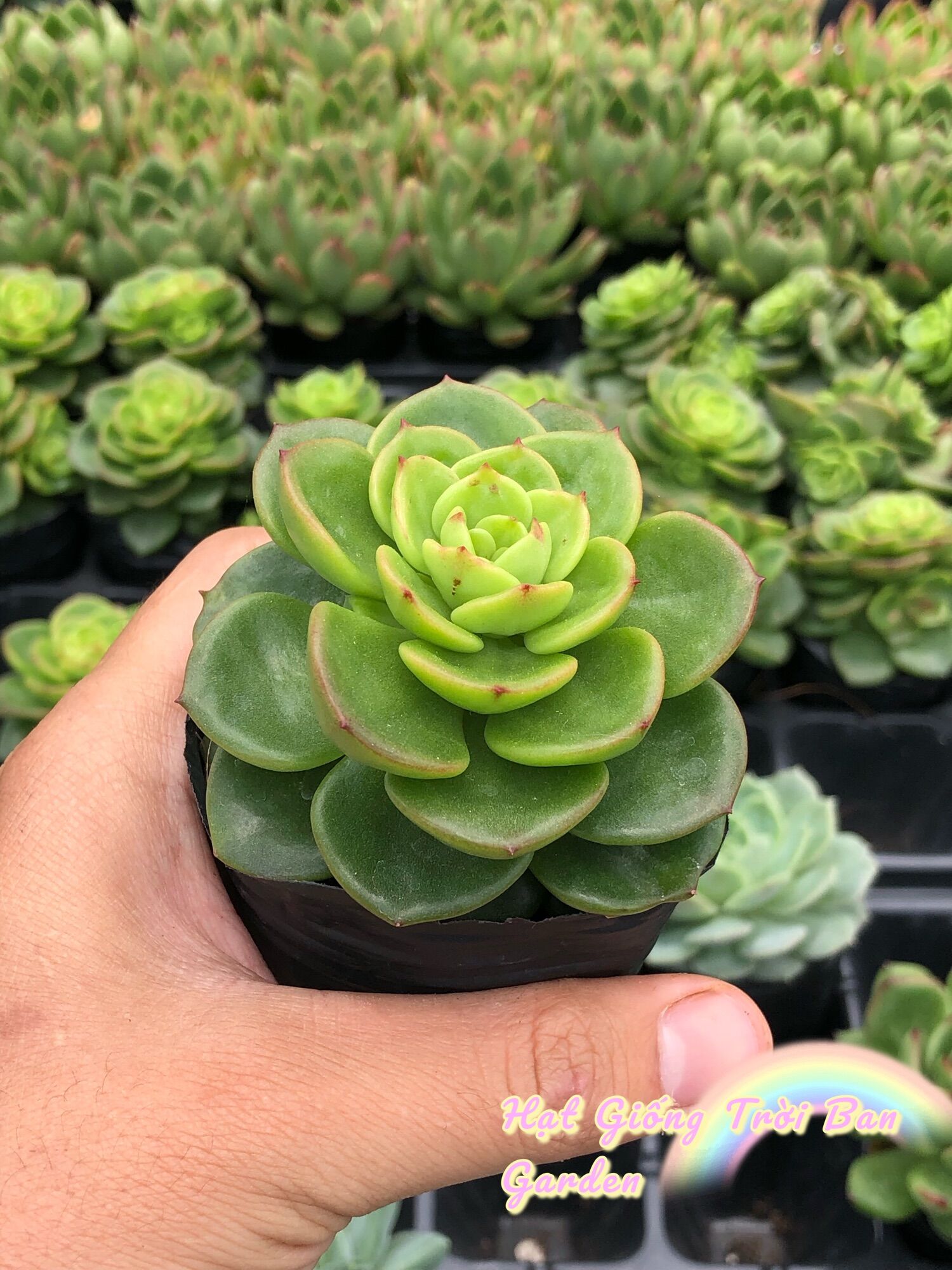 SEN ĐÁ NUDA SIZE 5-7 cm ( HÀNG MỚI) - XUẤT VƯỜN ĐÀ LẠT 😍 ĐÃ THUẦN KHÍ HẬU 🤑 SỐ LƯỢNG CÓ HẠN 🤫