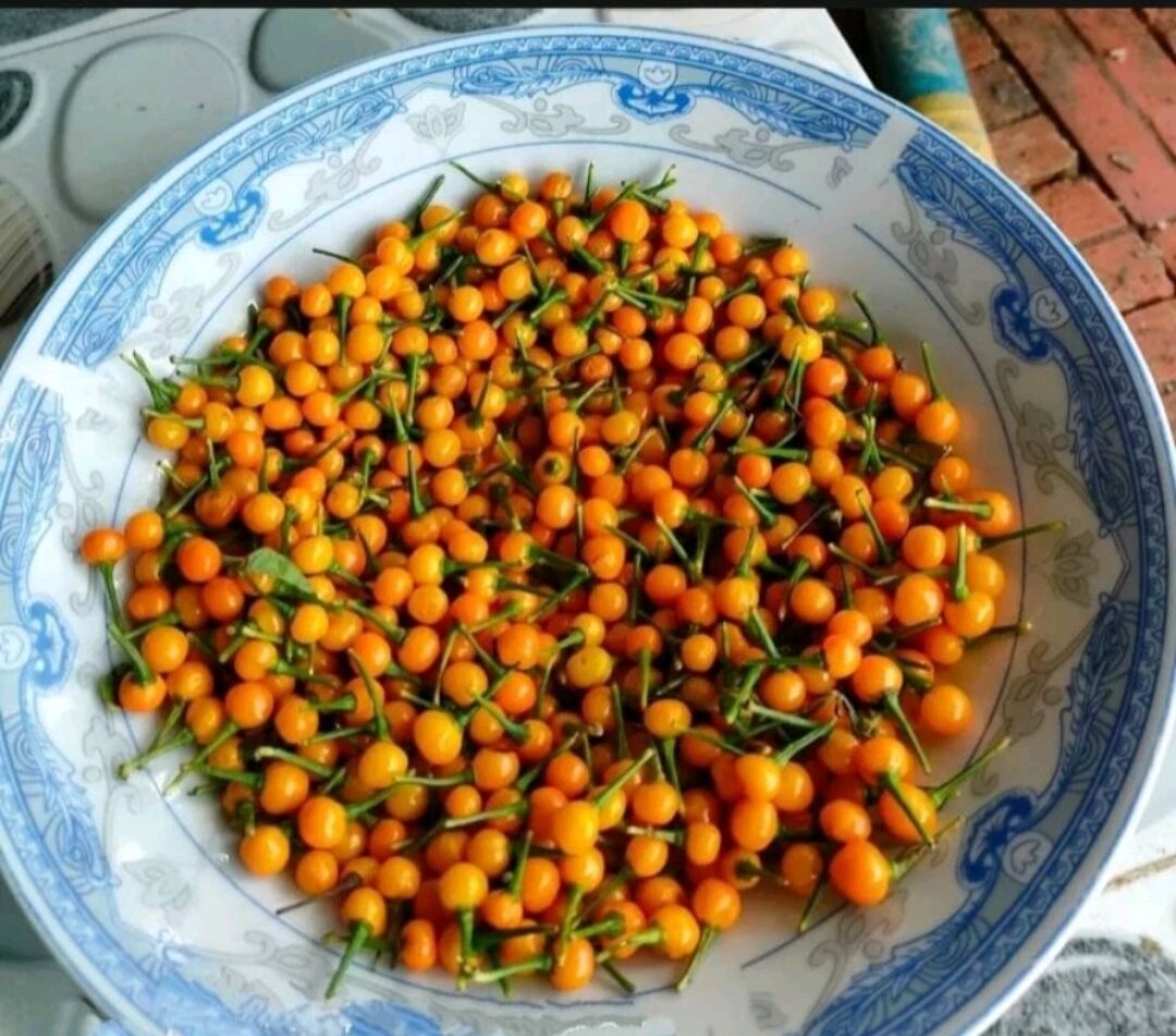 Combo 10 cây mô vỉ Nhật Lùn ( chuẩn giống)