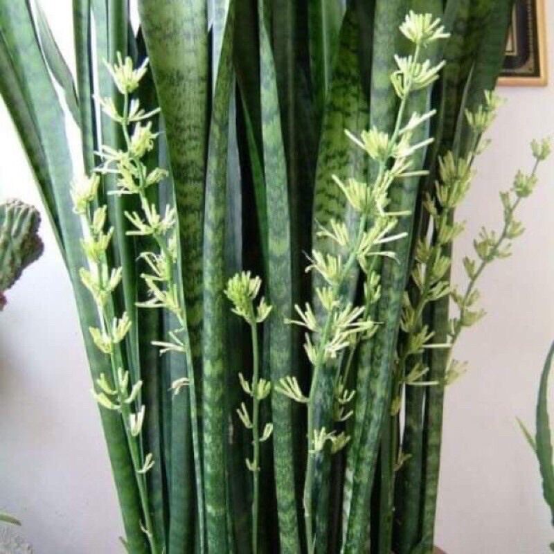 Cây lưỡi hổ viền xanh