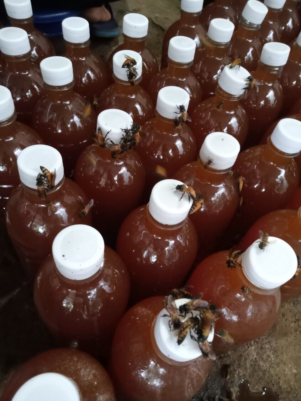 Mật ong hoa cà phê nguyên chất loại 1 chai 1000ml