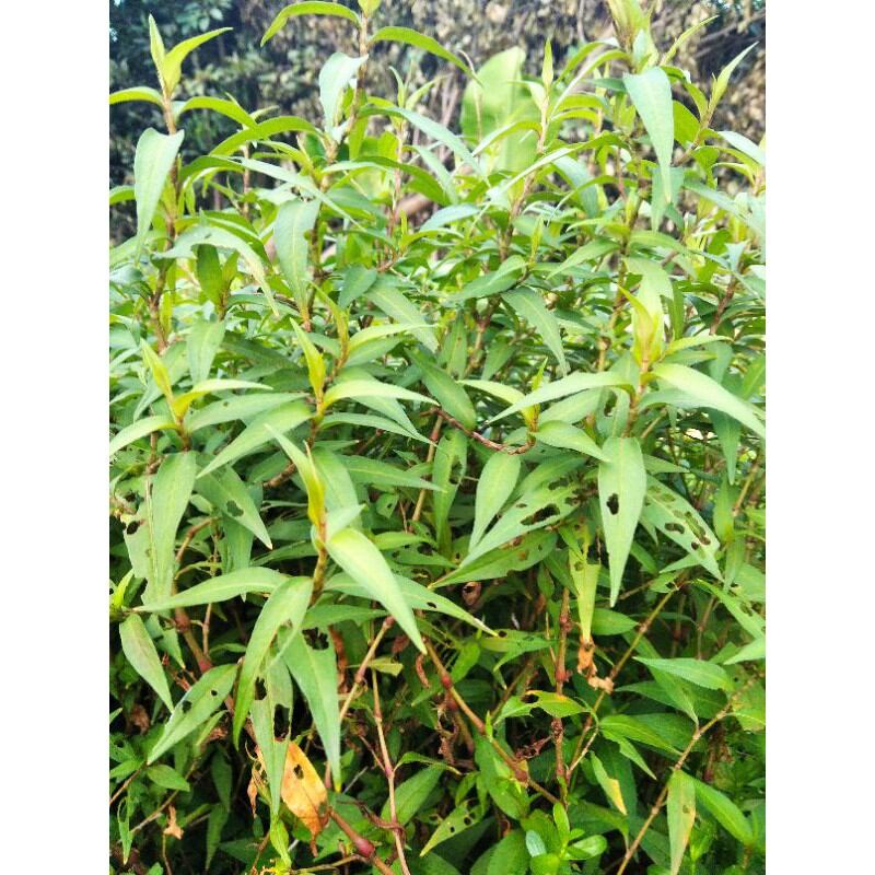 Cây rau răm giống (20 nhánh /cây giống, chỉ giao Miền Nam)