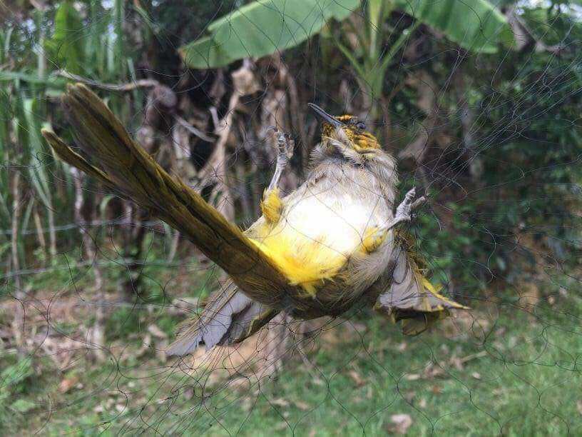 Lưới tàng hình ,20 mét bẫy chào mào cao 7m mắt lỗ 5p, 5 dây 4 túi cước thái lan