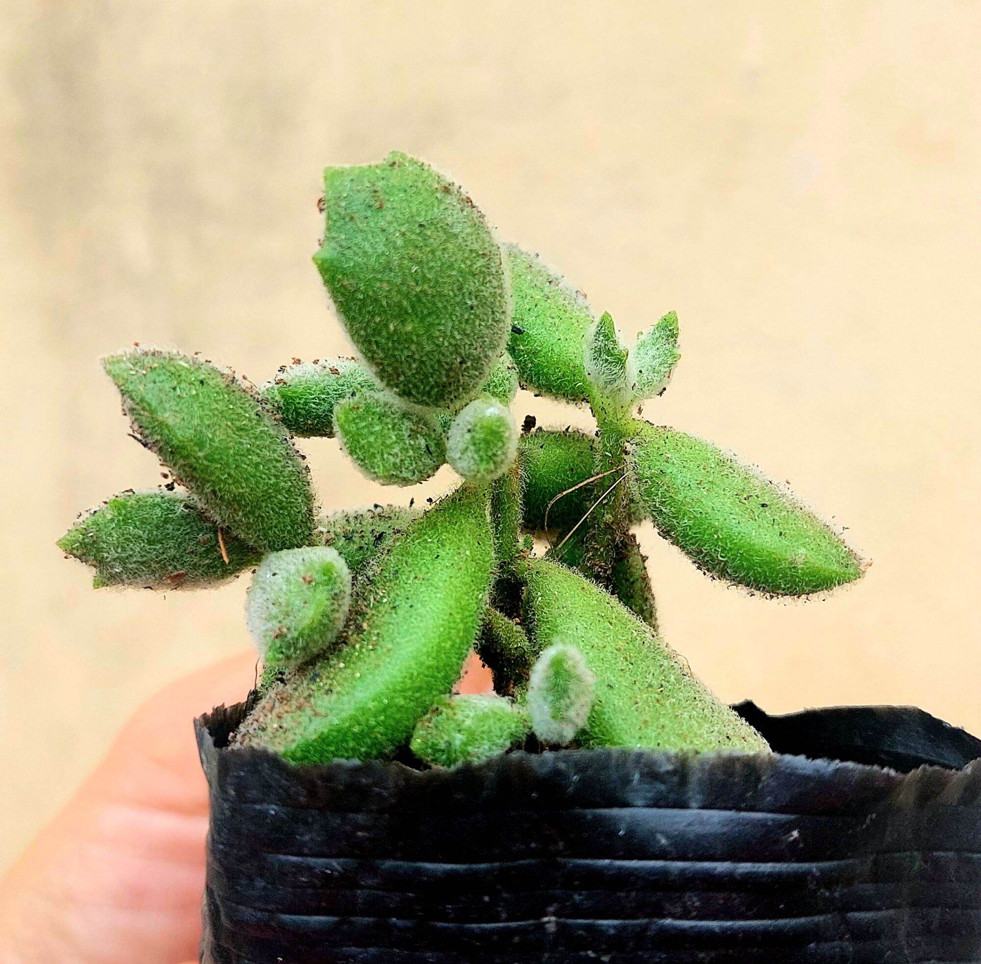 Sen đá TAY GẤU size bầu 5-6 cm