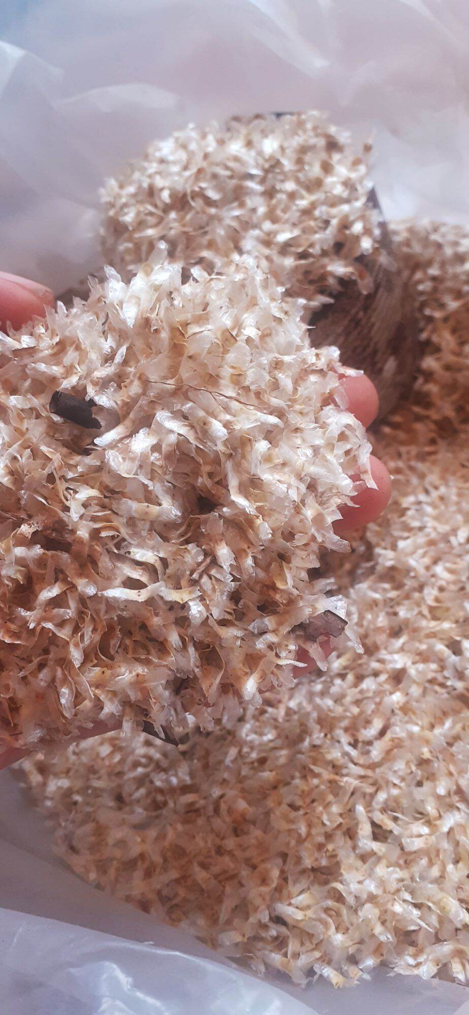 HẠT GIỐNG NÚC NÁC