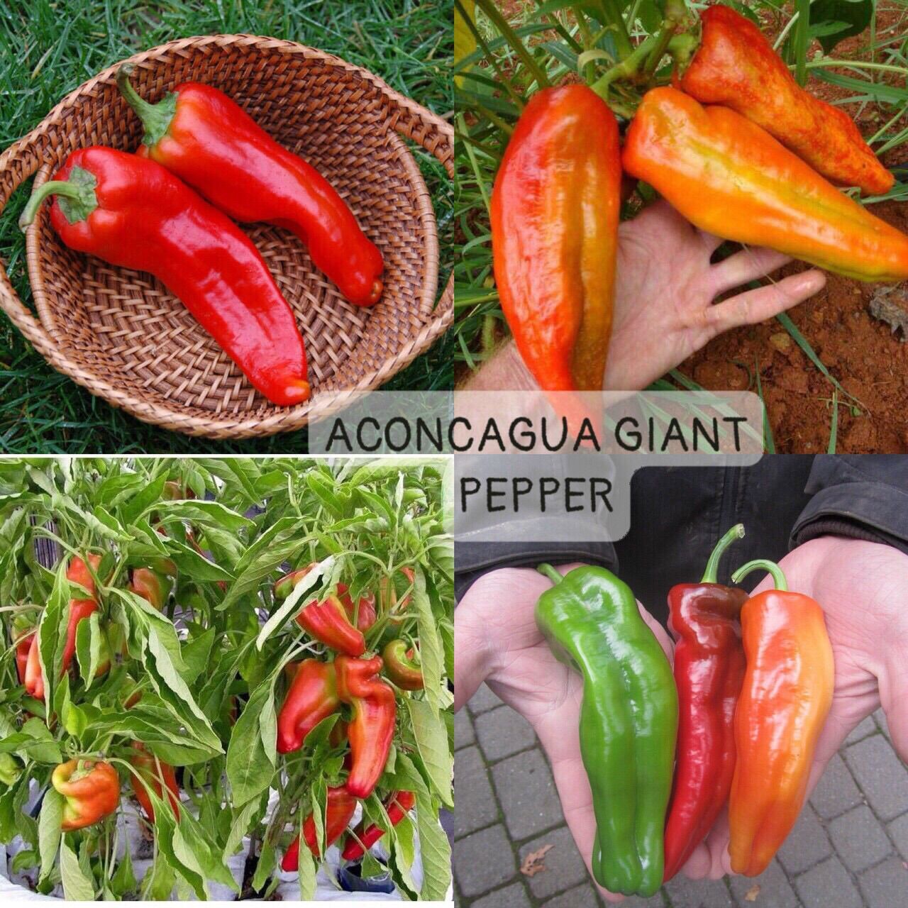 TỔNG HỢP CÁC LOẠI HẠT GIỐNG ỚT SỪNG NGỌT GÓI 10/15 HẠT ORGANIC F1