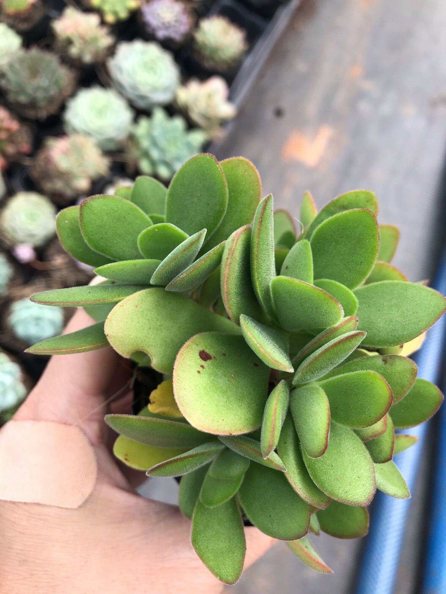 Sen đá bướm xanh cute size bầu